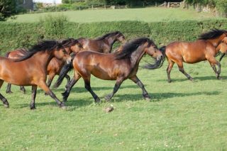 dartmoor-ponies